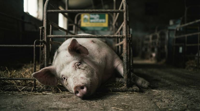 Distressed sow in a farrowing crate, symbolising high welfare pig farming investigation failure